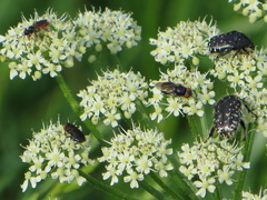 Chrysogaster solstitialis