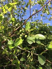 Ziziphus spina-christi