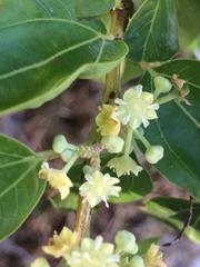 Ziziphus spina-christi