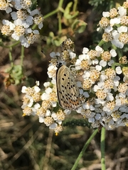 Lycaena tityrus