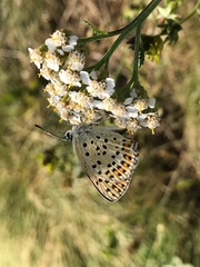 Lycaena tityrus