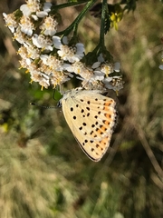 Lycaena tityrus