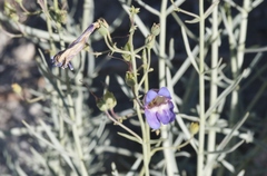 Penstemon incertus