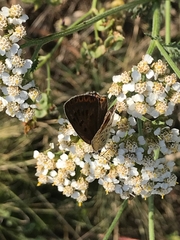 Lycaena tityrus