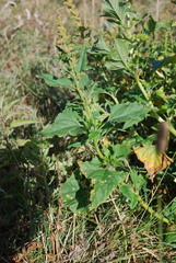 Blitum bonus-henricus