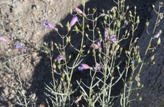 Penstemon incertus