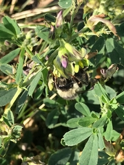 Bombus sylvarum