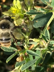 Bombus sylvarum