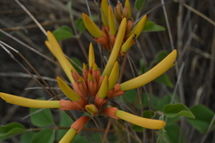 Erythrina leptorhiza
