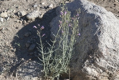 Penstemon incertus