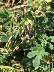Bombus sylvarum