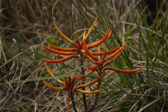 Erythrina leptorhiza