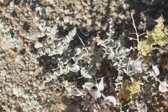 Atriplex parryi
