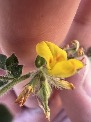 Image of Acmispon tomentosus by no rights reserved