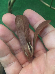 Dipterocarpaceae