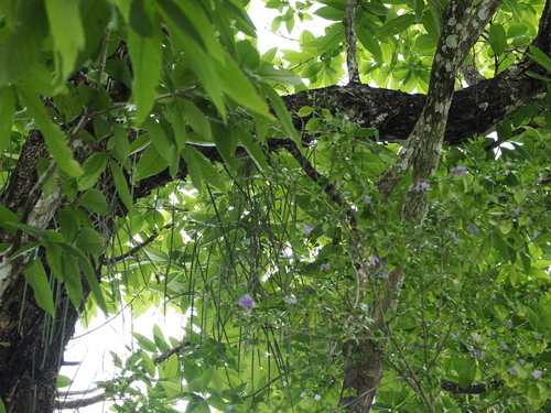 Image of Dendrobium teretifolium by (c) Lucas Christofides, some rights reserved (CC BY)