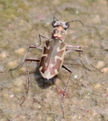 Ellipsoptera macra