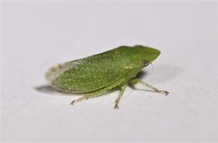 Xerophloea viridis