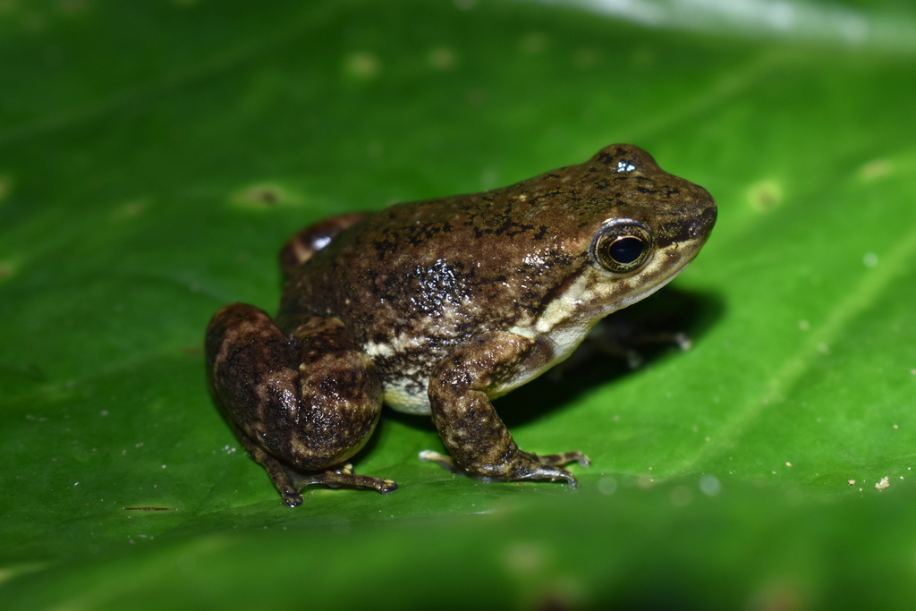 Los Auribios Rocket Frog