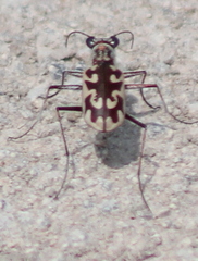 Ellipsoptera