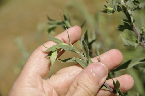 Image of Solidago juliae by (c) Eric Knight, some rights reserved (CC BY)