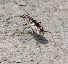 Ellipsoptera