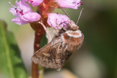 Xestia aequaeva