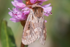 Xestia aequaeva