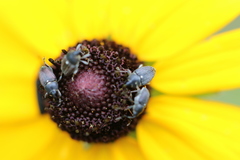 Odontocorynus umbellae