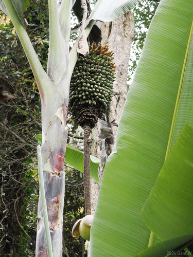 Musa ingens, photograph 2