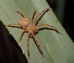 Neosparassus salacius