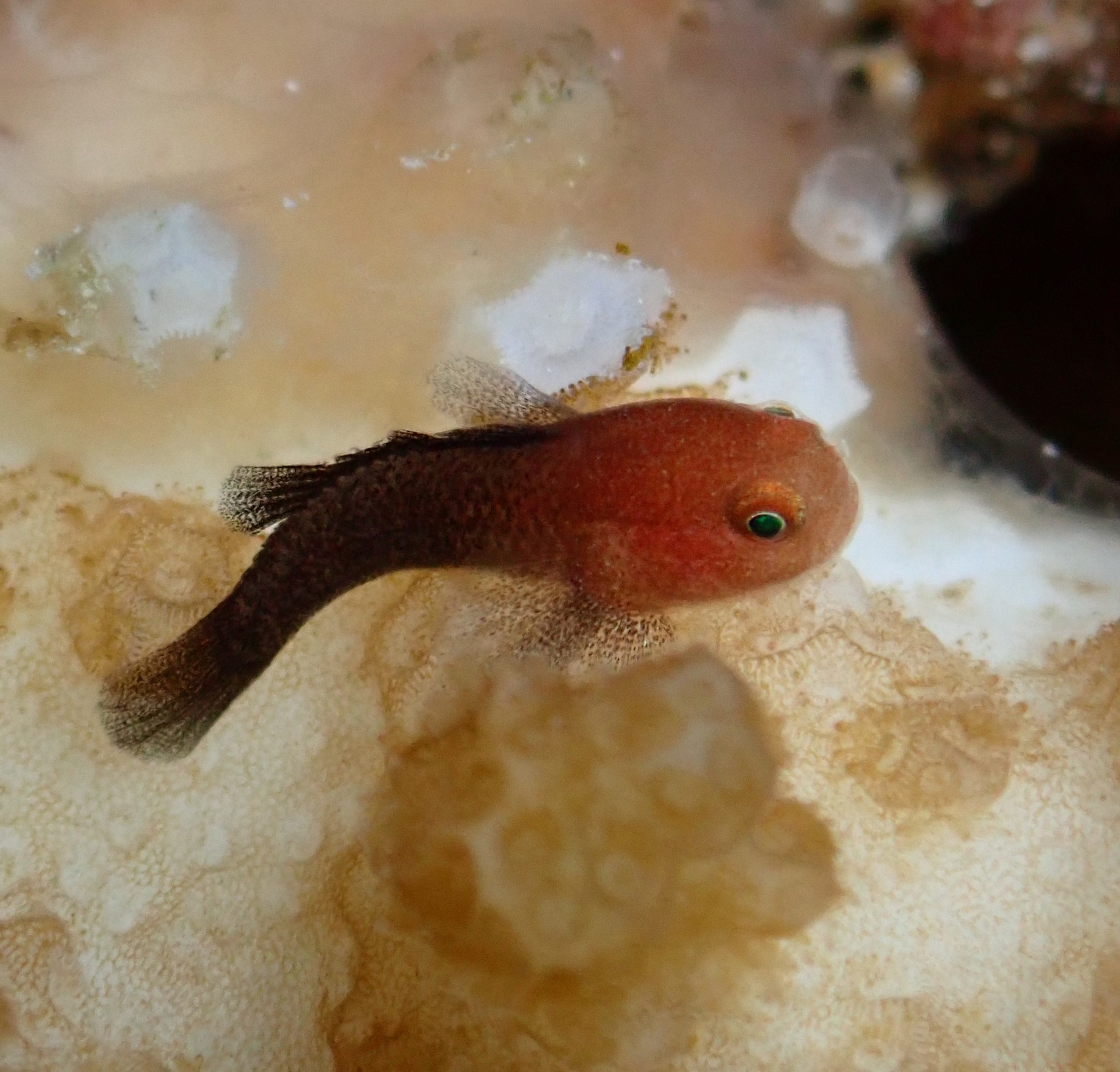 Redhead Goby photo 3