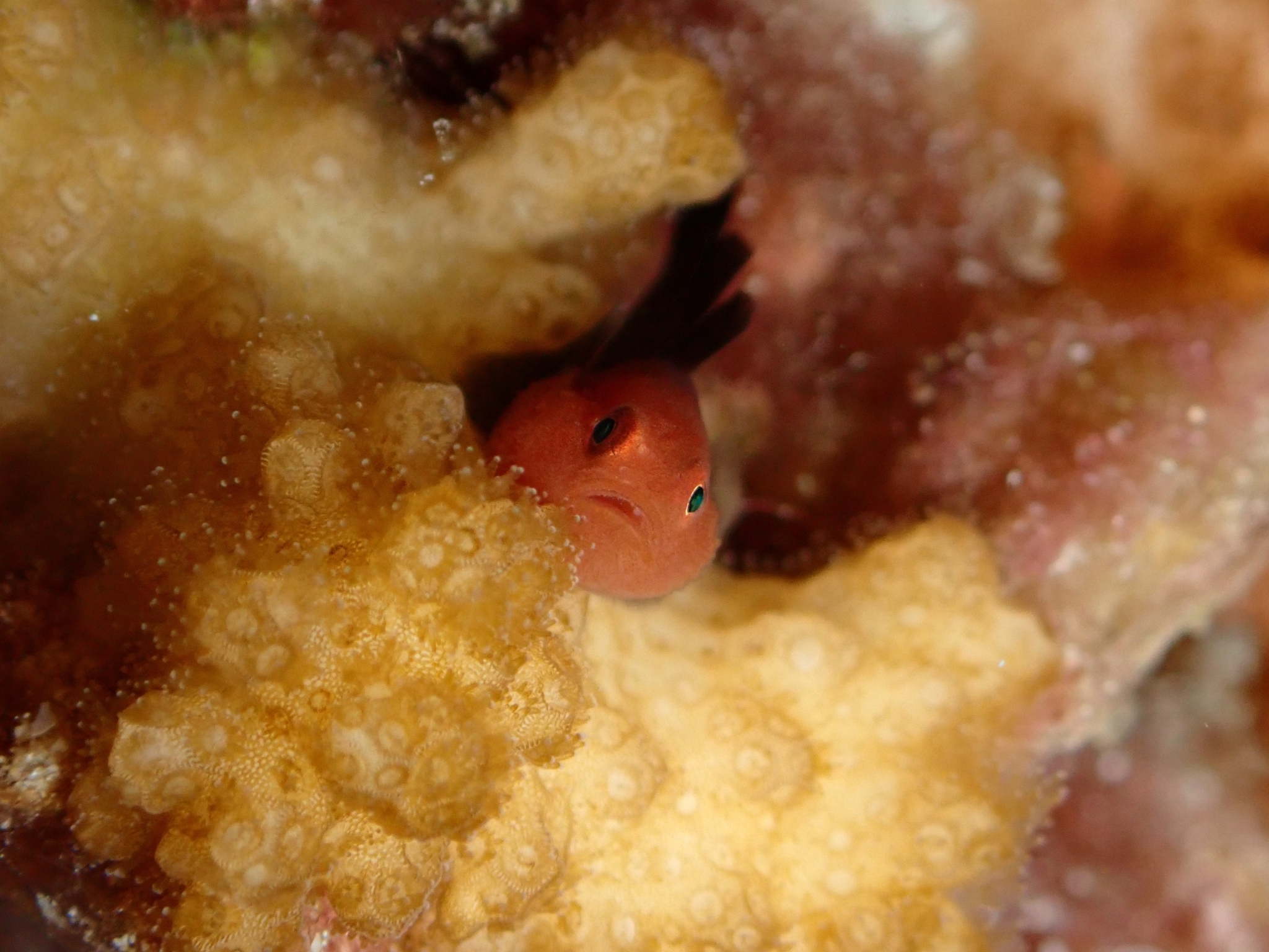 Redhead Goby photo 4