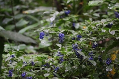 Palicourea cyanococca