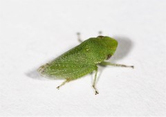 Xerophloea viridis
