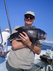 Centropristis striata