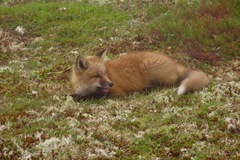 Vulpes vulpes deletrix