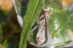 Xestia aequaeva