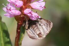 Xestia aequaeva