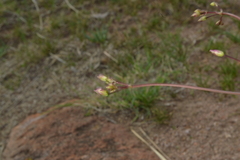 Phemeranthus palmeri