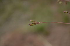 Phemeranthus palmeri