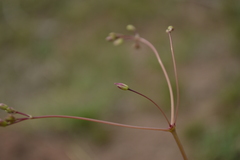 Phemeranthus palmeri