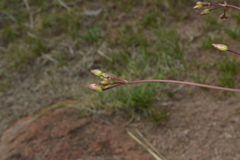 Phemeranthus palmeri