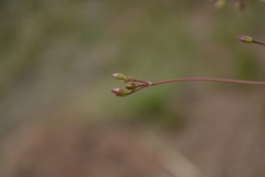 Phemeranthus palmeri