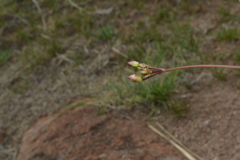 Phemeranthus palmeri