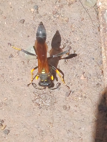 Photo of Yellow-legged Mud-dauber Wasp (Sceliphron caementarium)