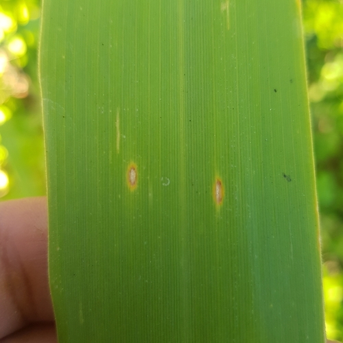 Pseudoseptoria donacis observed 2024-12-12