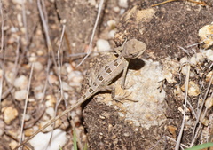 Diporiphora australis