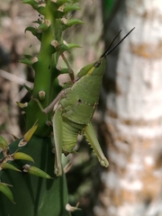 Sphenarium mexicanum