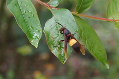 Polistes sagittarius